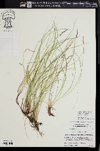 Carex lucorum image