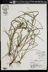 Carex louisianica image