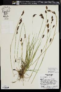 Carex lenticularis image