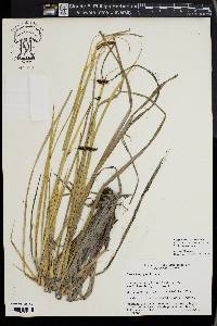 Carex lyngbyei image