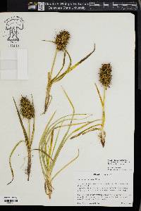 Carex macrocephala image