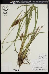 Carex mertensii image