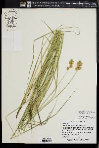 Carex missouriensis image