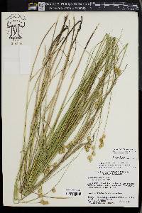 Carex missouriensis image