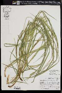 Carex mitchelliana image