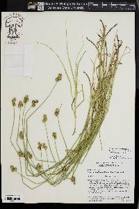 Carex molestiformis image