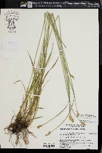 Carex molestiformis image