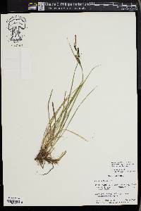 Carex nigra image