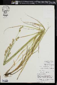 Carex normalis image