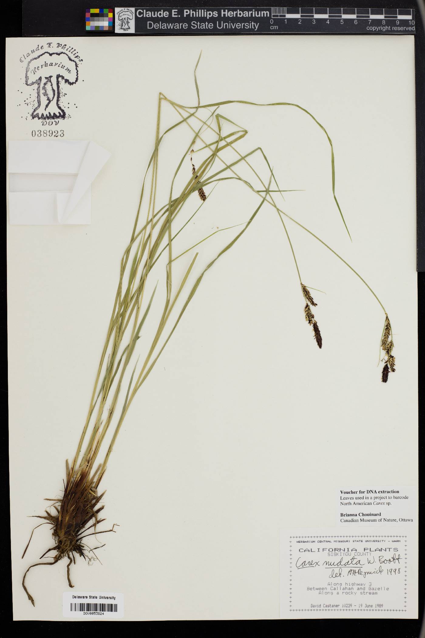 Carex nudata image