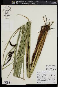 Carex obnupta image