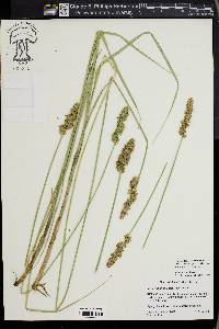 Carex oklahomensis image