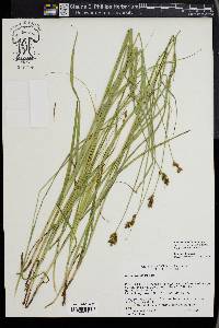 Carex oronensis image