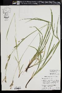 Carex oxylepis image