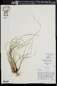 Carex paeninsulae image