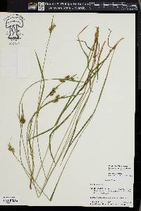 Carex pallescens image