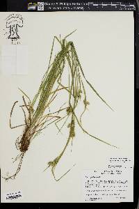 Carex pallescens image