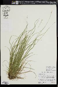 Carex peckii image