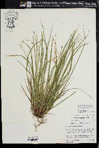 Carex pedunculata image