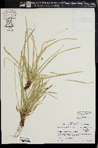 Carex pedunculata image