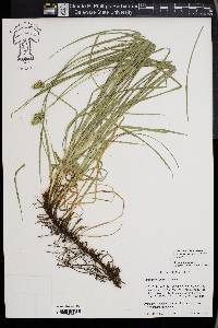 Carex perdentata image