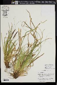 Carex picta image