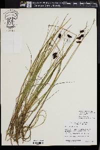 Carex pluriflora image