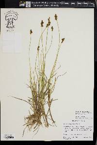 Carex praeceptorum image