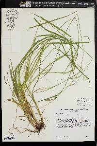 Carex prasina image