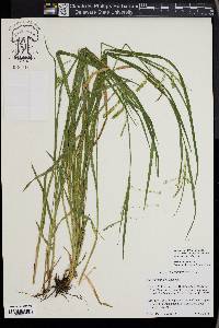 Carex prasina image