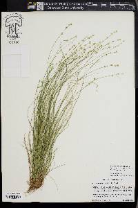 Carex radiata image