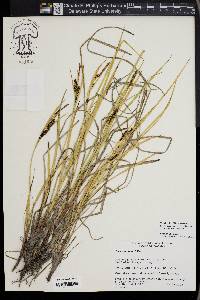 Carex ramenskii image