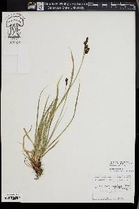 Carex raynoldsii image