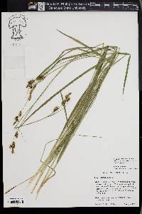 Carex raynoldsii image