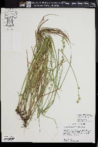 Carex reniformis image