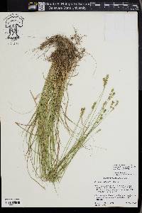 Carex retroflexa image