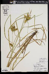 Carex retrorsa image