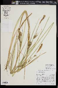 Carex sartwelliana image