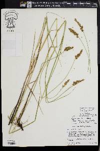 Carex sartwellii image