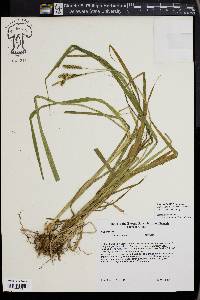 Carex scabrata image