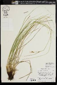 Carex scabriuscula image