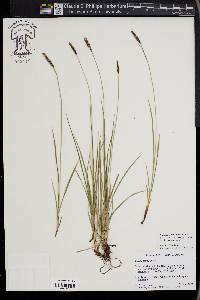 Carex scirpoidea image