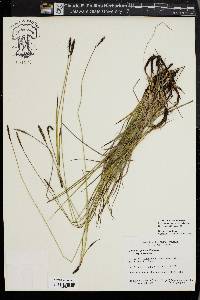 Carex scirpoidea image