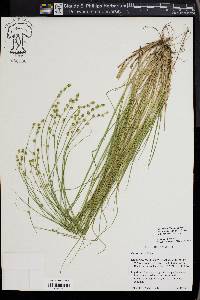 Carex seorsa image