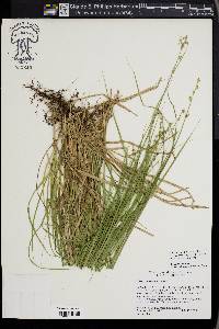 Carex seorsa image