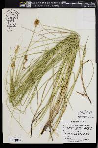 Carex shinnersii image