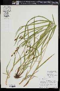 Carex shortiana image