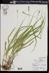 Carex sparganioides image