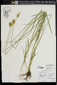 Carex specifica image