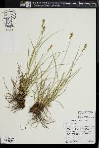 Carex spicata image